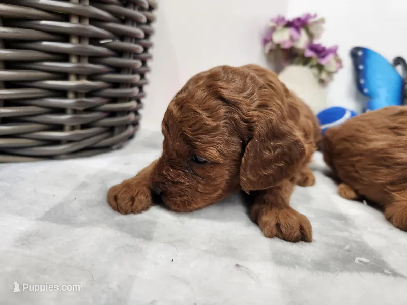 F1b Mini Goldendoodle Emmett – Miniature Goldendoodle puppy for sale in Stuart, NE