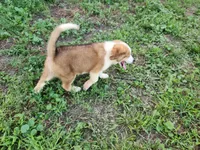 Great Bernese Gribbs, a male Bernese Mountain Dog and Great Pyrenees for sale in Stuart, NE – 3 of 5