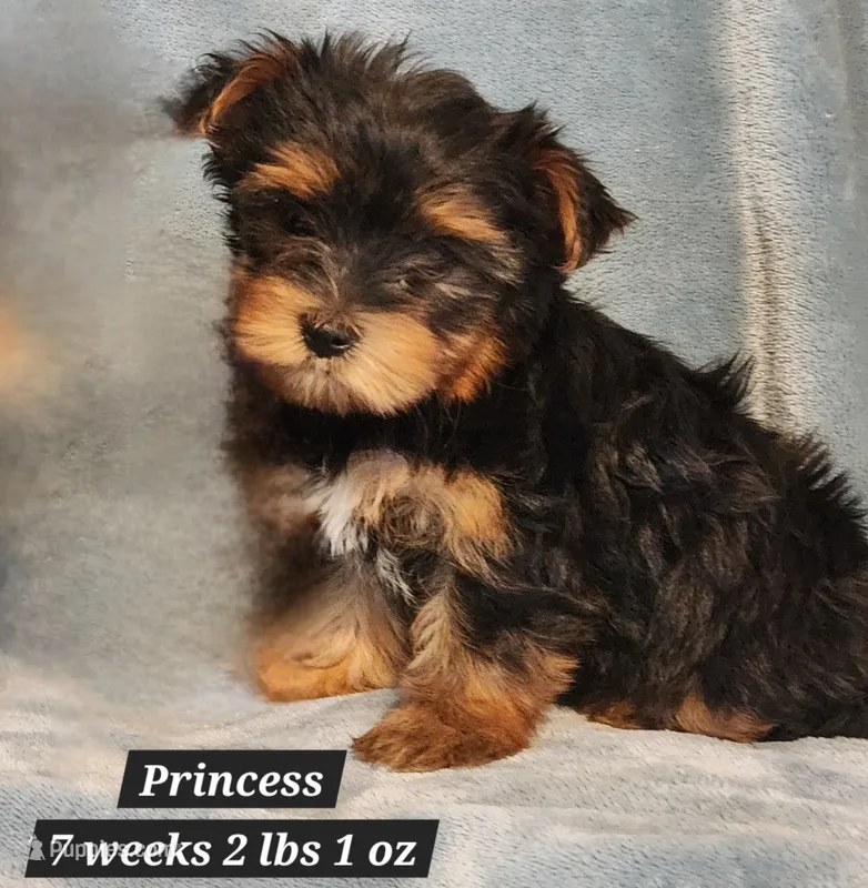 Princess – Yorkshire Terrier puppy for sale in Stuart, NE