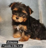 Princess, a female Yorkshire Terrier for sale in Stuart, NE – 1 of 1