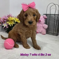Maisy, a female Miniature Goldendoodle for sale in Stuart, NE – 1 of 1