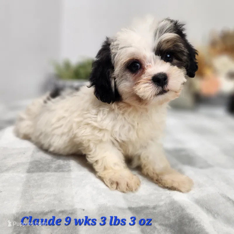 Claude – Bichon Frise, Shih Tzu puppy for sale in Stuart, NE