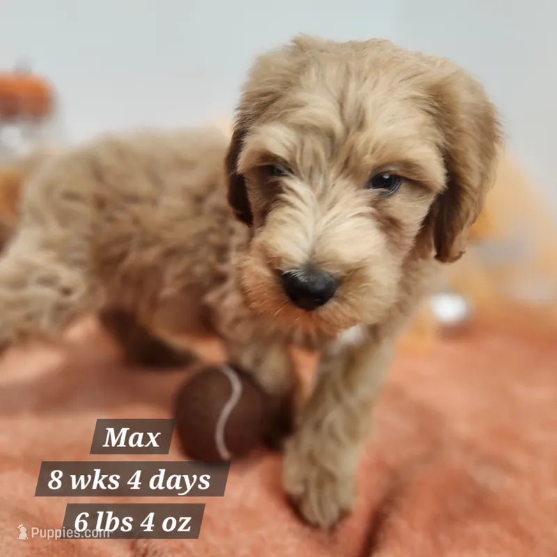 Max – Miniature Goldendoodle puppy for sale in Stuart, NE