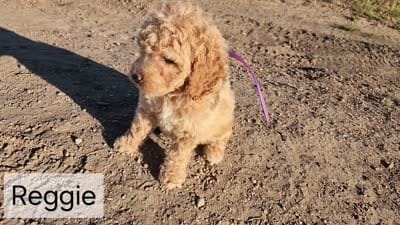 Reggie Mini to Moyen , a male Miniature Goldendoodle for sale in Stuart, NE – 2 of 2