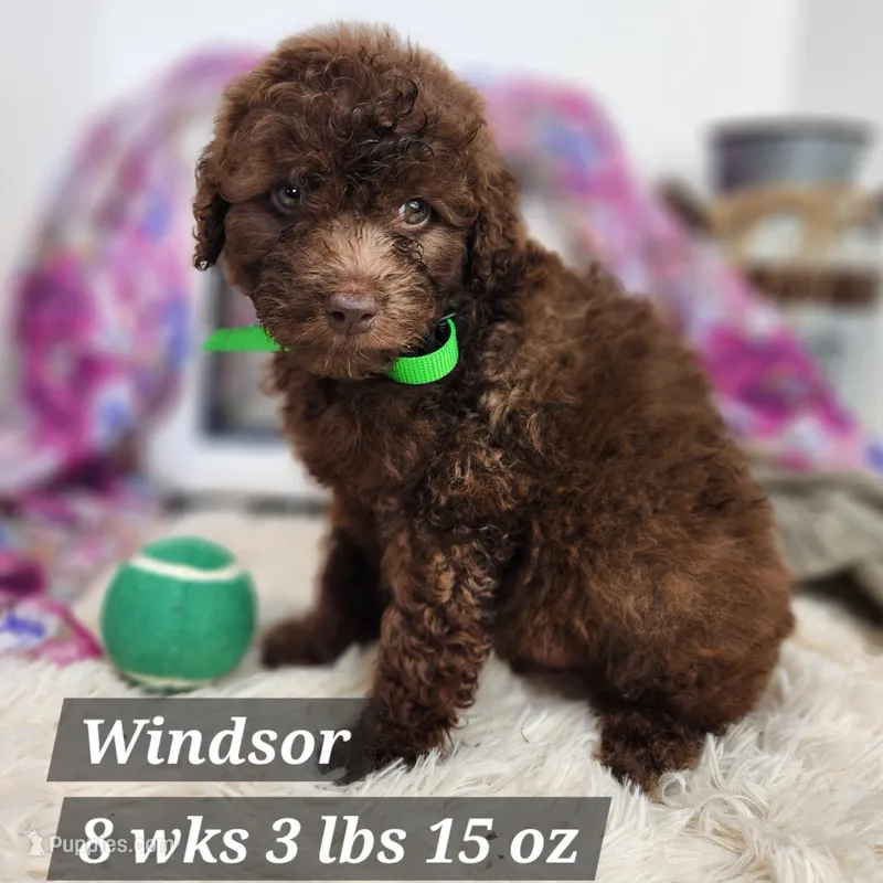 F1b Windsor – Miniature Aussiedoodle puppy for sale in Stuart, NE