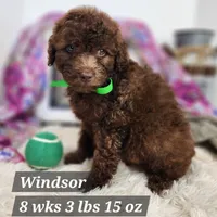 F1b Windsor, a male Miniature Aussiedoodle for sale in Stuart, NE – 1 of 3