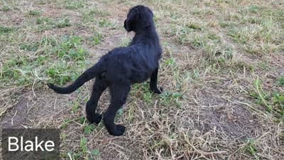 Blake, a male Goldendoodle and Labrador Retriever for sale in Stuart, NE – 3 of 3