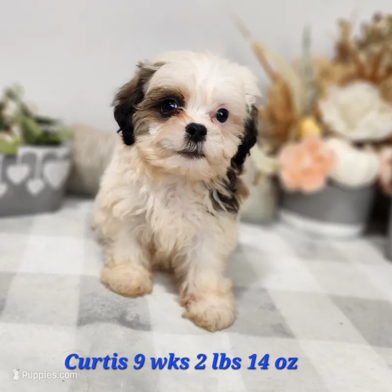 Curtis – Bichon Frise, Shih Tzu puppy for sale in Stuart, NE