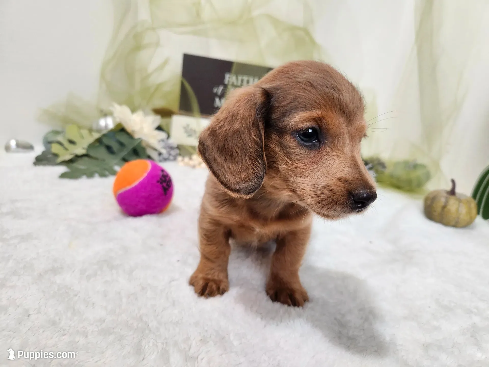 Darda, a female Miniature Dachshund for sale in Stuart, NE – 2 of 2