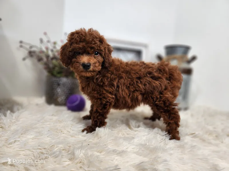 Shay – Miniature Goldendoodle puppy for sale in Stuart, NE