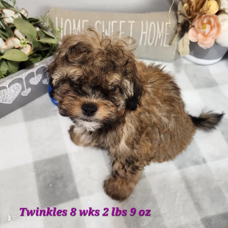 Twinkles – Shih Tzu, Poodle - Toy  puppy for sale in Stuart, NE