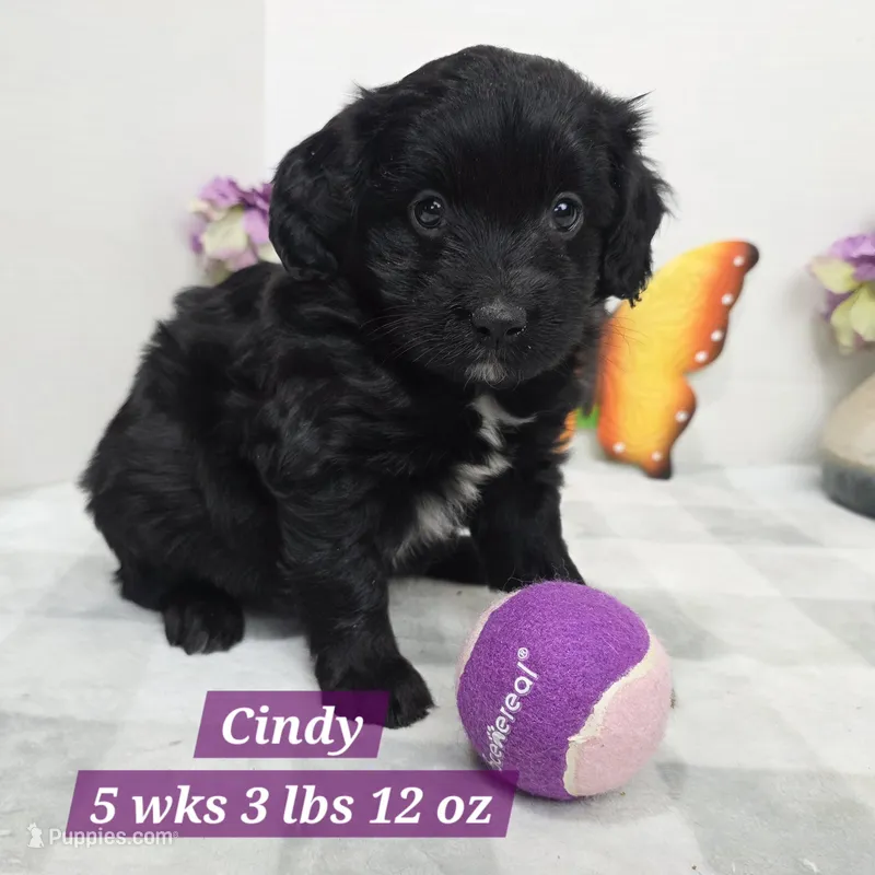 Cindy – Miniature Aussiedoodle puppy for sale in Stuart, NE