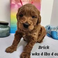 Brick Moyen, a male Miniature Goldendoodle for sale in Stuart, NE – Photo 4 of 4