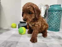 Brick Moyen, a male Miniature Goldendoodle for sale in Stuart, NE – Photo 2 of 4