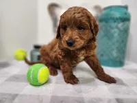 Brick Moyen, a male Miniature Goldendoodle for sale in Stuart, NE – Photo 3 of 4
