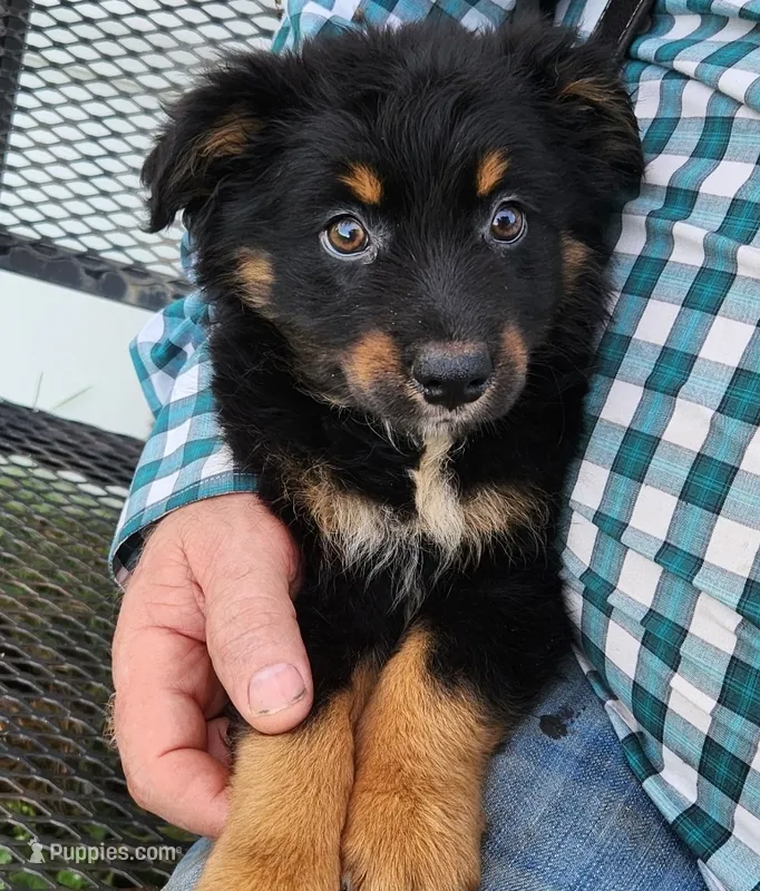 Tribe – Australian Shepherd puppy for sale in Stuart, NE