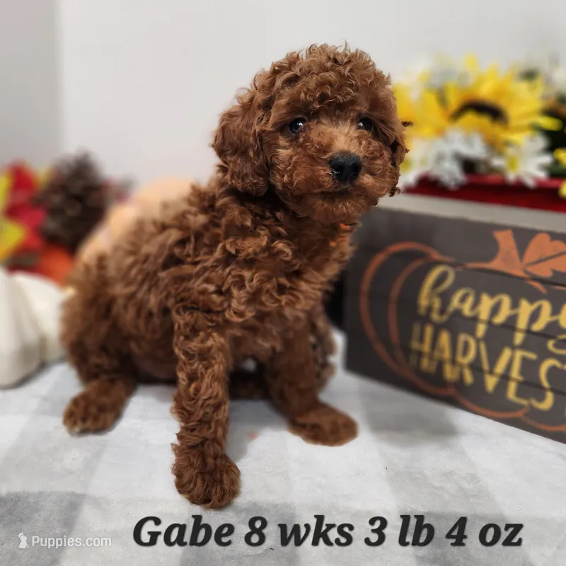 Toy Poodle Gabe