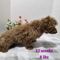 Leslie, a female Dachshund and Poodle - Miniature  for sale in Stuart, NE – Photo 1 of 2