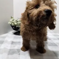 Leslie, a female Dachshund and Poodle - Miniature  for sale in Stuart, NE – Photo 2 of 2