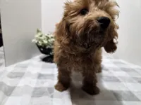 Leslie, a female Dachshund and Poodle - Miniature  for sale in Stuart, NE – Photo 2 of 2