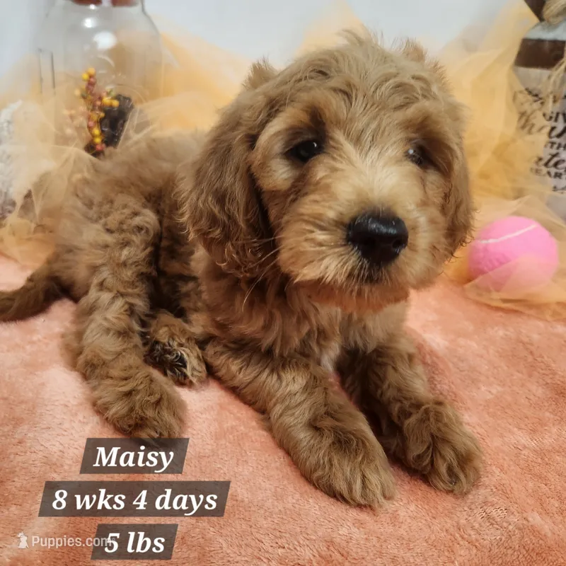 Maisy – Miniature Goldendoodle puppy for sale in Stuart, NE
