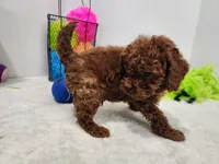 Vaughn, a male Miniature Goldendoodle for sale in Stuart, NE – 1 of 3