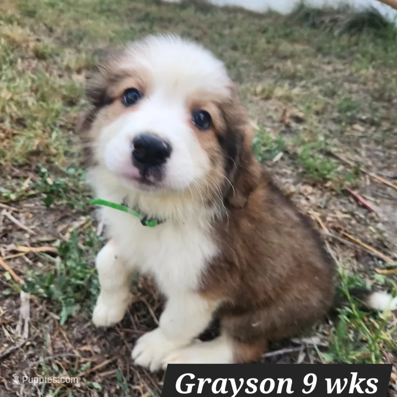 Great Bernese Grayson – Bernese Mountain Dog, Great Pyrenees puppy for sale in Stuart, NE