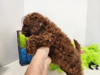 Venessa, a female Miniature Goldendoodle for sale in Stuart, NE – 2 of 3