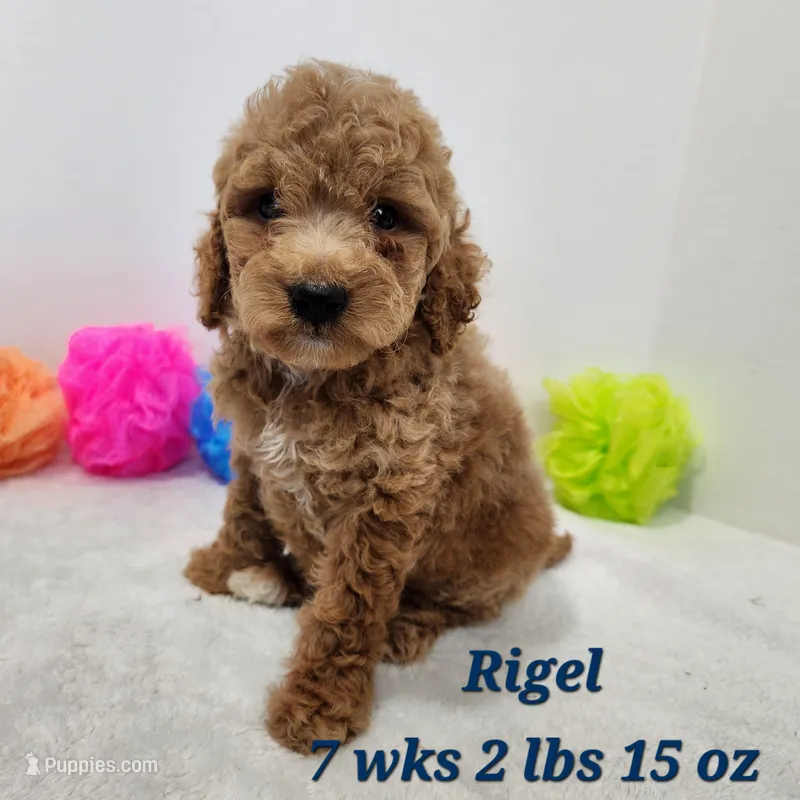 Mini to Moyen Rigel – Miniature Goldendoodle puppy for sale in Stuart, NE