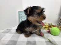 Todo, a male Yorkshire Terrier for sale in Stuart, NE – Photo 1 of 3