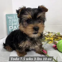 Todo, a male Yorkshire Terrier for sale in Stuart, NE – Photo 2 of 3