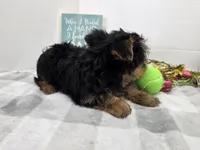 Todo, a male Yorkshire Terrier for sale in Stuart, NE – Photo 3 of 3