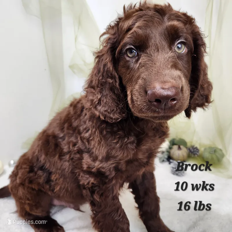 Brock – Goldendoodle puppy for sale in Stuart, NE