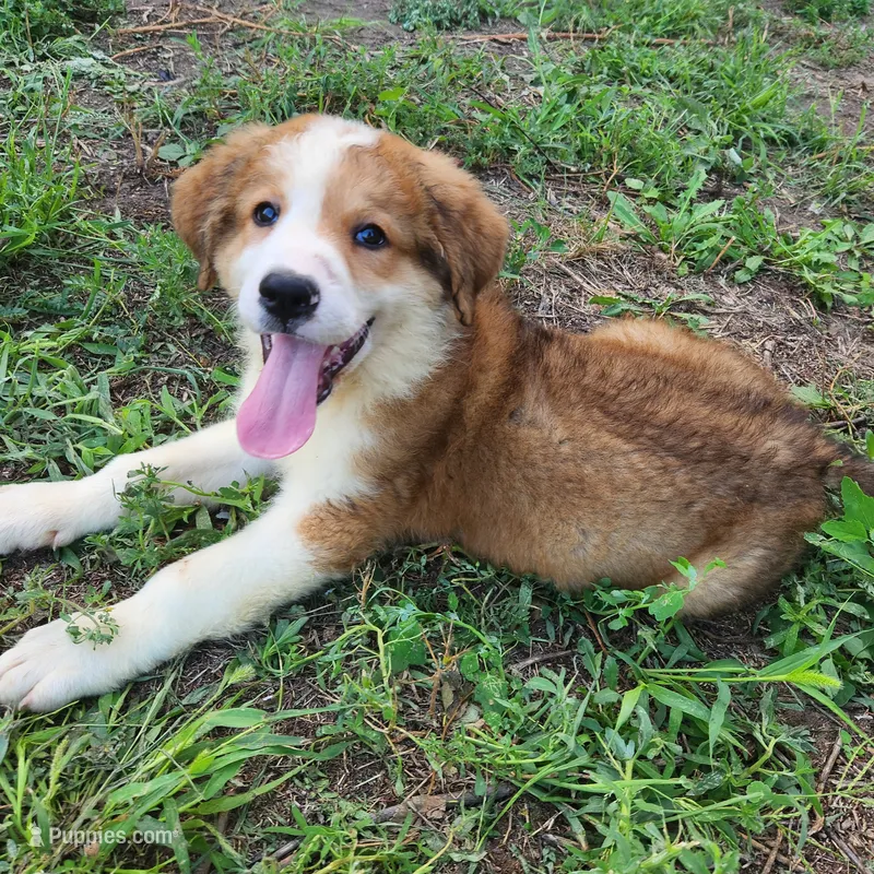 Great Bernese Gribbs – Bernese Mountain Dog, Great Pyrenees puppy for sale in Stuart, NE