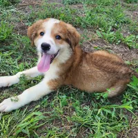 Great Bernese Gribbs, a male Bernese Mountain Dog and Great Pyrenees for sale in Stuart, NE – 1 of 5