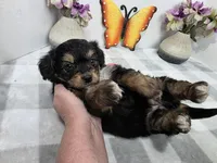 Carmen, a female Miniature Aussiedoodle for sale in Stuart, NE – Photo 3 of 3
