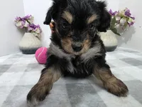 Carmen, a female Miniature Aussiedoodle for sale in Stuart, NE – Photo 2 of 3