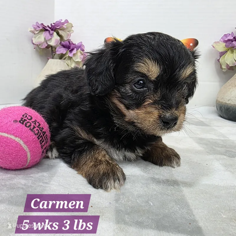 Carmen – Miniature Aussiedoodle puppy for sale in Stuart, NE