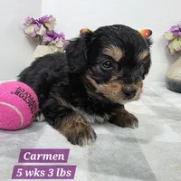 Carmen, a female Miniature Aussiedoodle for sale in Stuart, NE – Photo 1 of 3