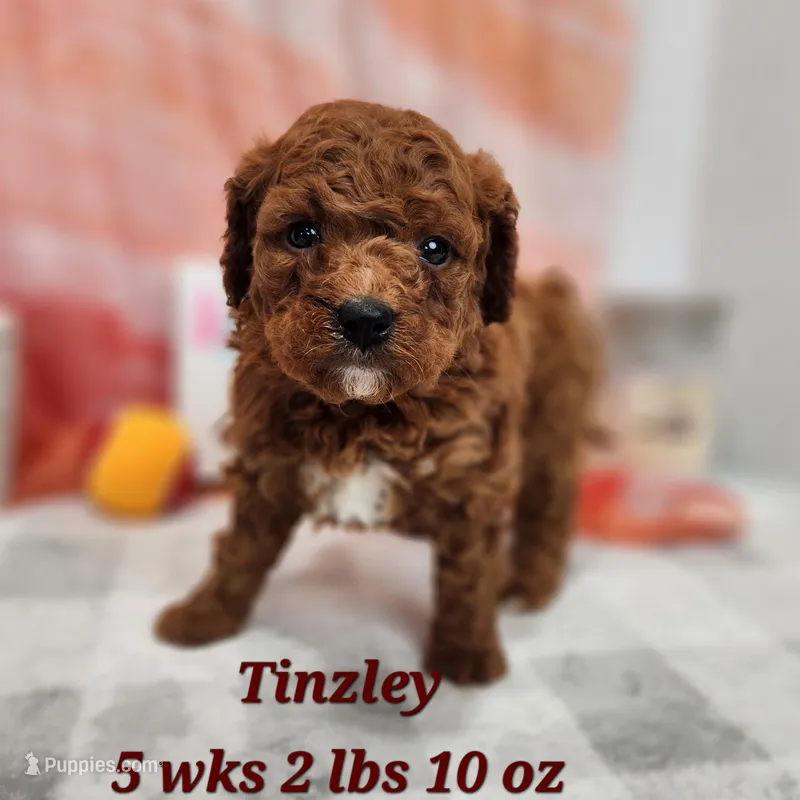 Tinzley – Miniature Goldendoodle puppy for sale in Stuart, NE