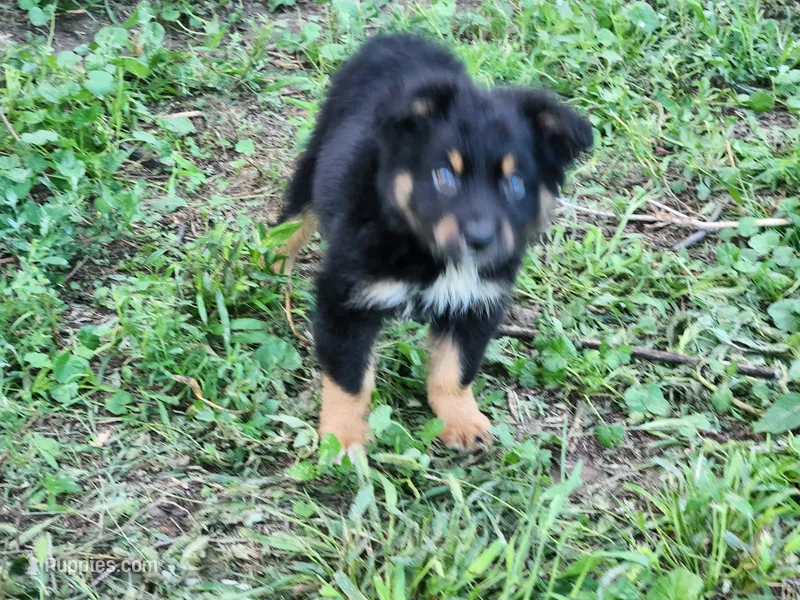 Tribe smaller Aust Shep – Miniature Australian Shepherd puppy for sale in Stuart, NE