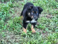 Tribe smaller Aust Shep, a male Miniature Australian Shepherd for sale in Stuart, NE – 1 of 2