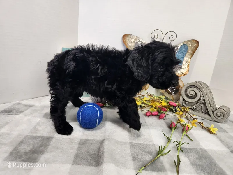 F1b Prince – Miniature Aussiedoodle puppy for sale in Stuart, NE