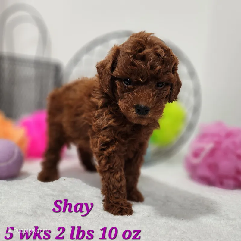 Shay – Miniature Goldendoodle puppy for sale in Stuart, NE