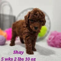 Shay, a female Miniature Goldendoodle for sale in Stuart, NE – 1 of 1