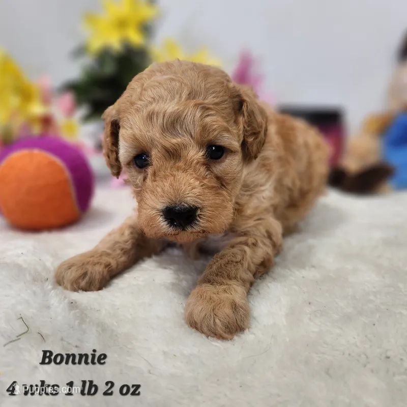 F1bb Micro Mini Goldendoodle – Poodle - Toy , Miniature Goldendoodle puppy for sale in Stuart, NE
