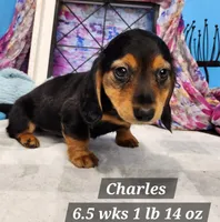 Charles, a male Dachshund for sale in Stuart, NE – 1 of 1