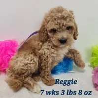 Reggie Mini to Moyen , a male Miniature Goldendoodle for sale in Stuart, NE – 1 of 2