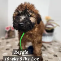 Reggie, a male Soft Coated Wheaten Terrier for sale in Stuart, NE – Photo 2 of 3