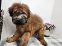 Reggie, a male Soft Coated Wheaten Terrier for sale in Stuart, NE – Photo 1 of 3